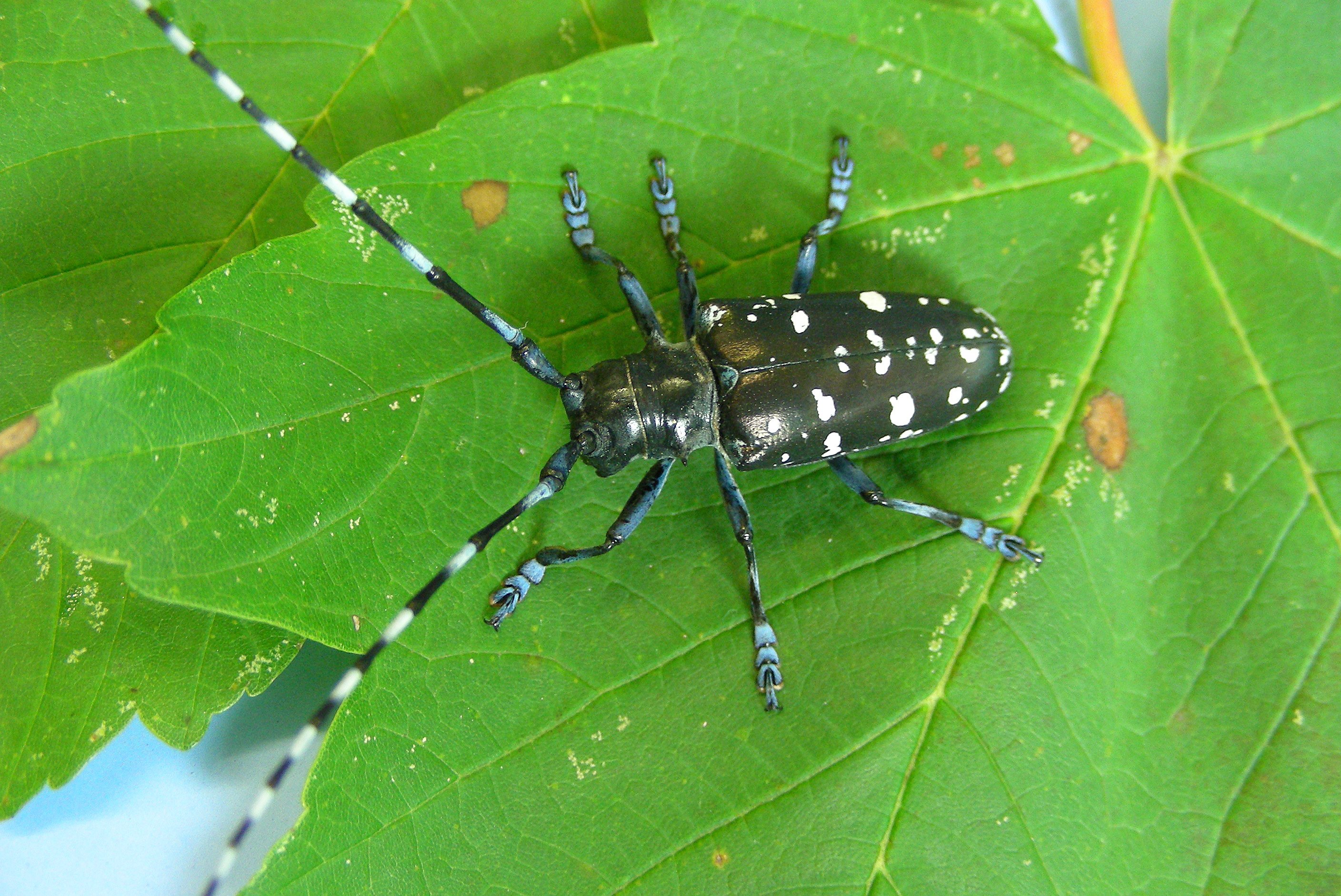 cerambice asiatico delle latifoglie