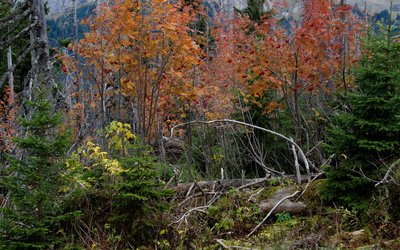 Lebensraum Haselhuhn