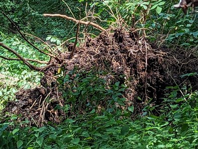 Umgefallene Eschen in einem Auenwald