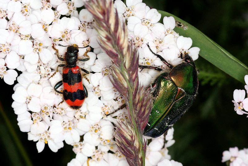 bee beetle (Trichodes apiarius) and the rose chafer (Cetonia aurata)