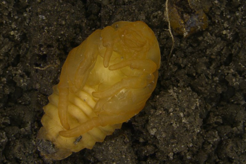 Pupa of the Japanese beetle