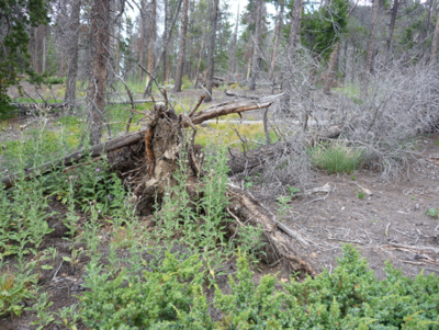 Abb. 4: Nach Bergkiefernkäfer-Befall Dendroctonus ponderosae verlichtete Wälder werden von der Kanadischen Ackerdistel (Cirsium arvense) und der Stechdistel (C. vulgare) besiedelt; Colorado, USA (Foto: C. Fettig)