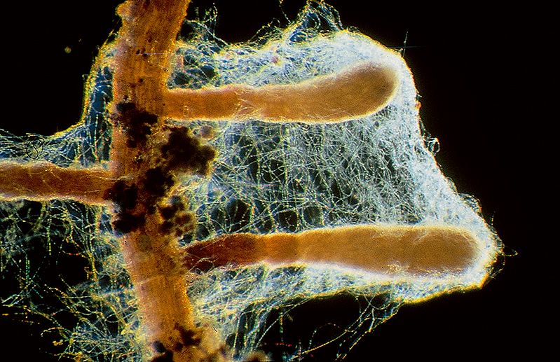 Qu'est-ce que le Mycélium? Nature, utilisations et écosystèmes