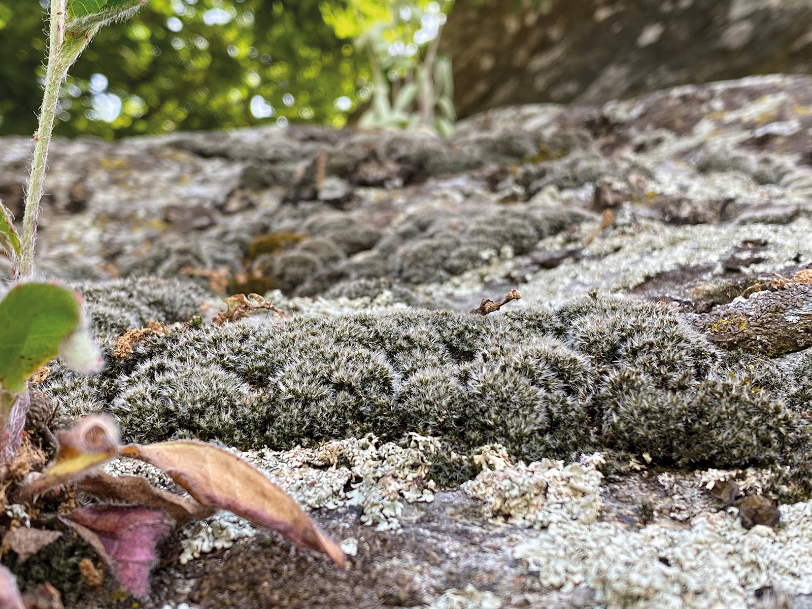 Graues Kissenmoos (Grimmia laevigata)