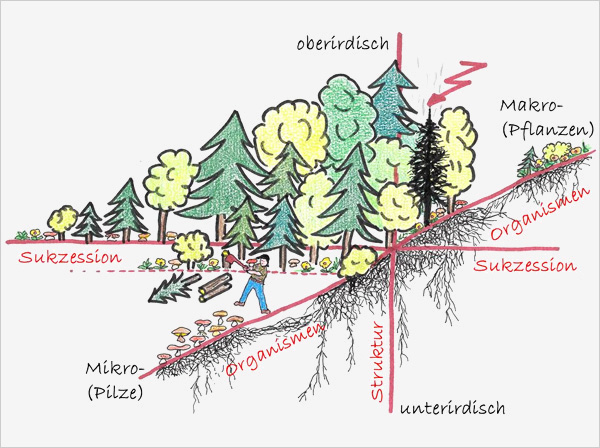 Ober- und unterirdische Arten- und Strukturvielfalt erhöht die Bodenstabilität