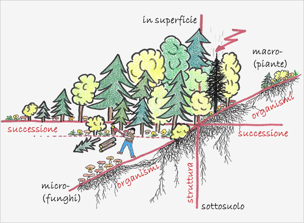 La diversità strutturale e biologica in superficie e nel sottosuolo aumenta la stabilità del terreno