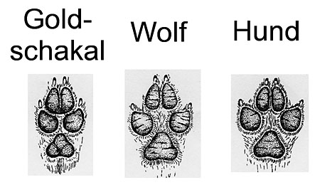 Spuren Goldschakal, Wolf, Hund im Vergleich
