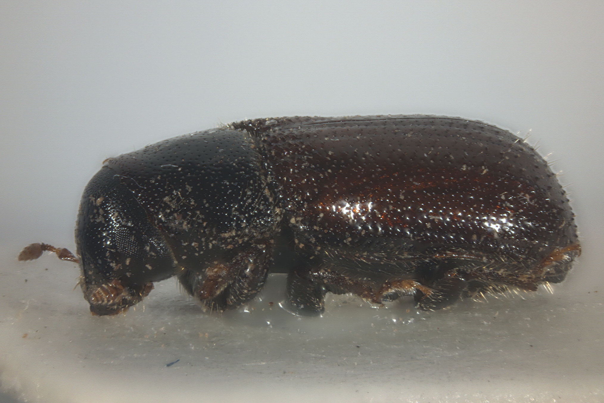 Kleine braune Käfer » Die 5 häufigsten Arten