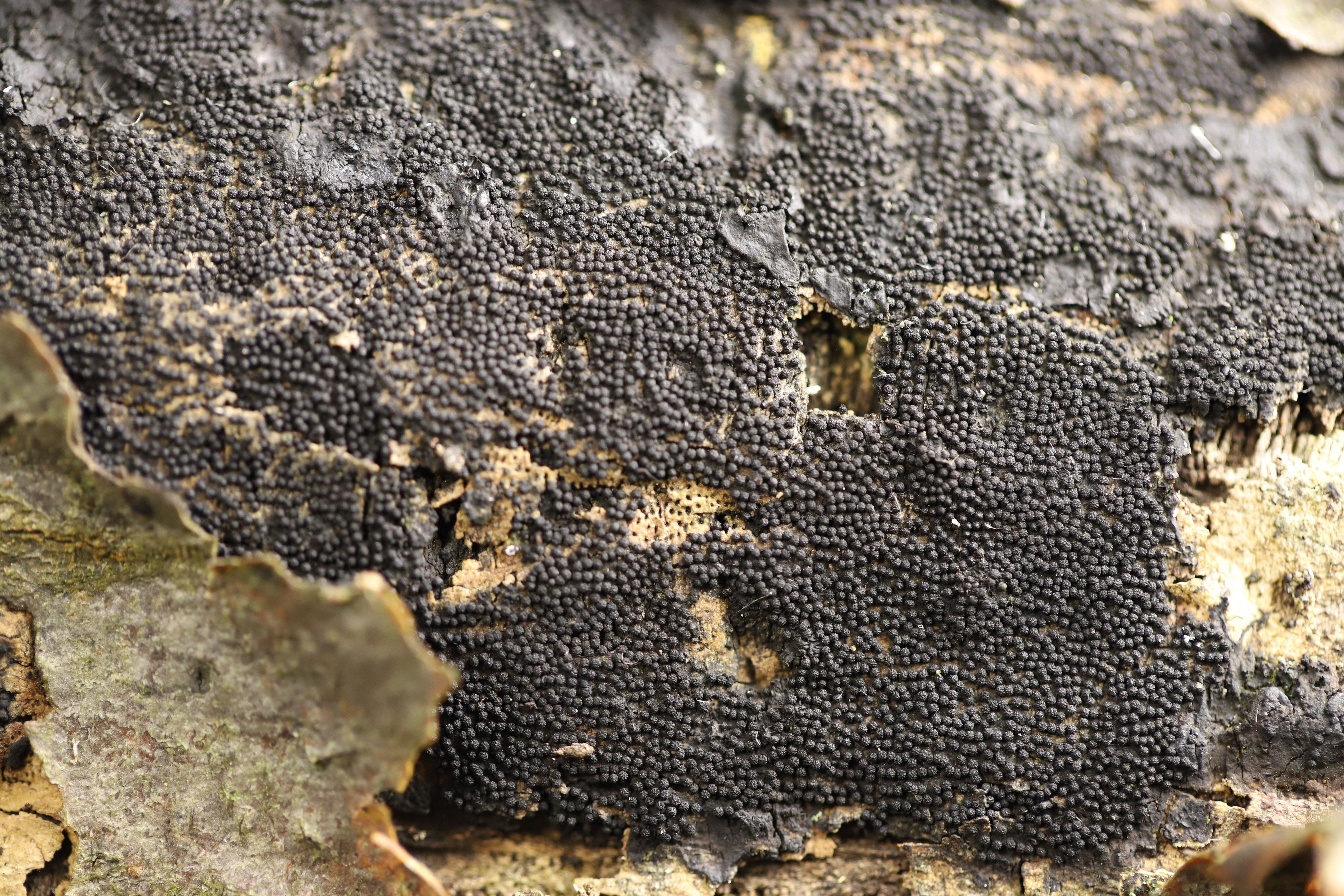 Hornbeam bark with numerous black pustules