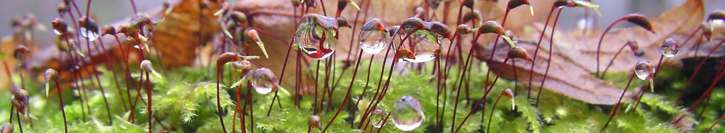 Moos in Nahaufnahme mit Wassertropfen