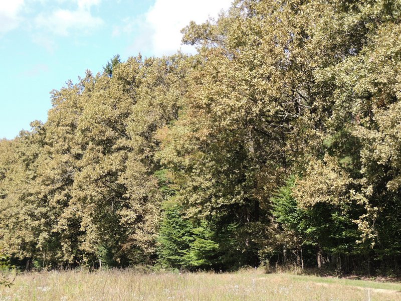 Ansicht befallener Eichen deren Krone hell verfärbt ist