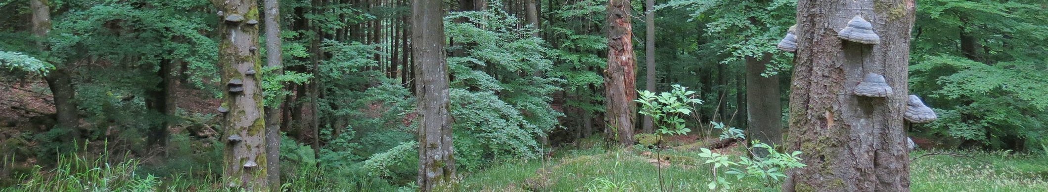 Naturwald mit Moosen und Baumpilzen
