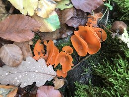 Pilz mit orangen Fruchtkörpern