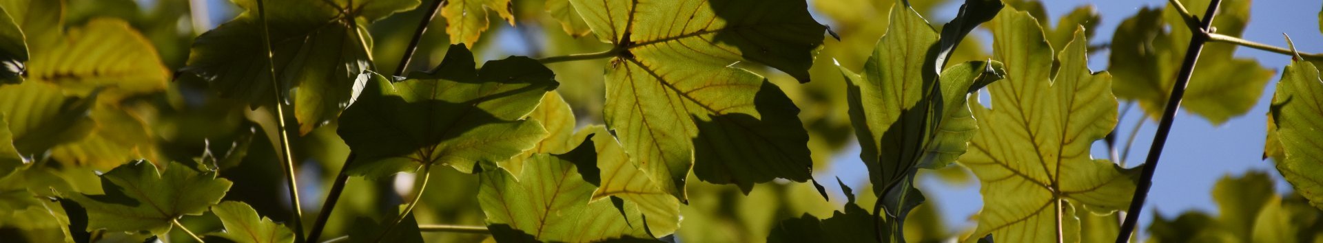 Blätter des Bergahorn