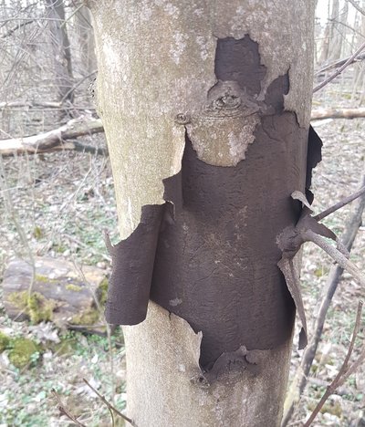 abplatzende Rinde an einem Bergahorn