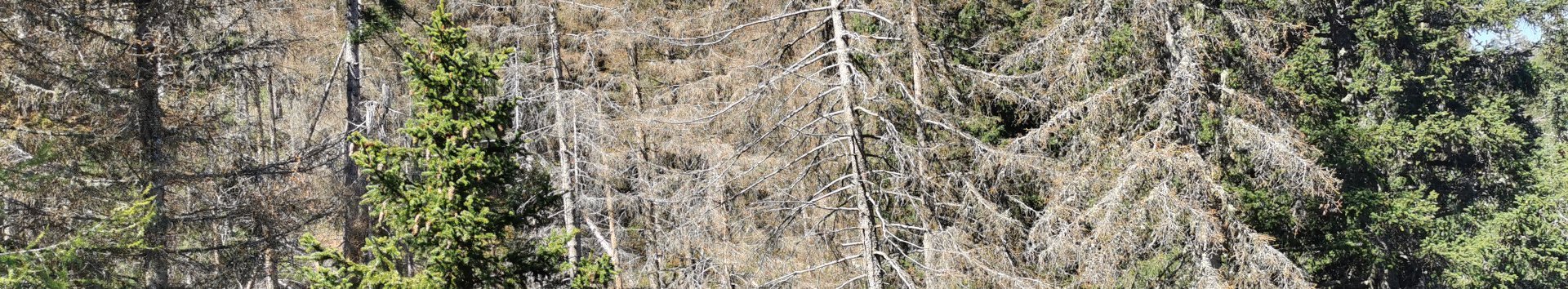 Vom Borkenkäfer beschädigte Waldbäume