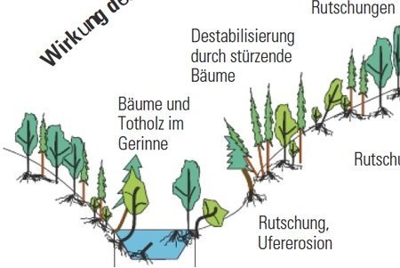 Graphik Hochwasserschutzfunktionen des Waldes