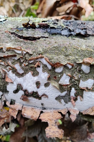 durch Pilz verfärbte und aufgeplatzte Buchenrinde