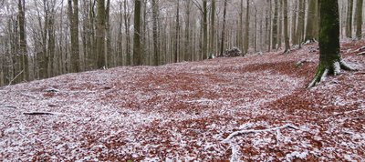 kreisrunde Fläche am Boden in einem Buchenwald