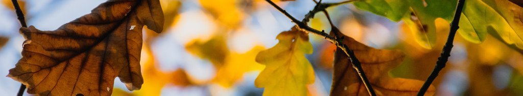 Verfärbte Eichenblätter im Herbst