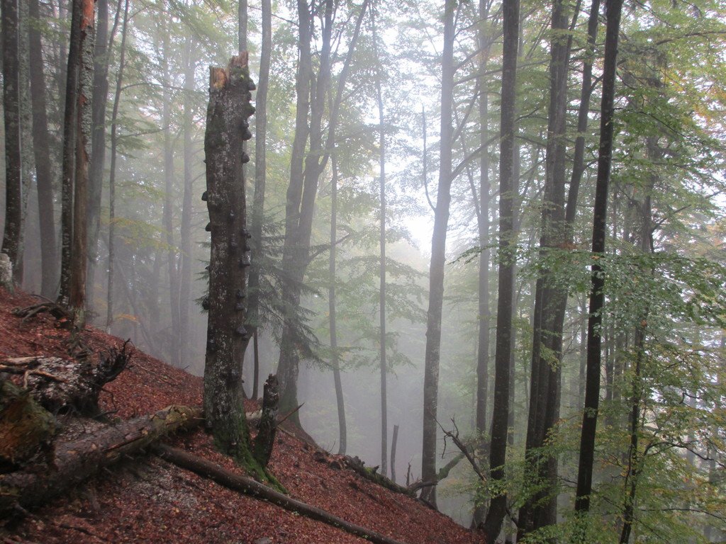 Le hêtre: une essence de la forêt de protection des objets