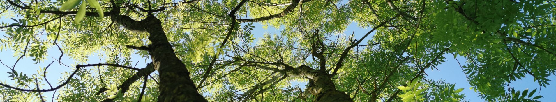 Baumkrone einer Esche