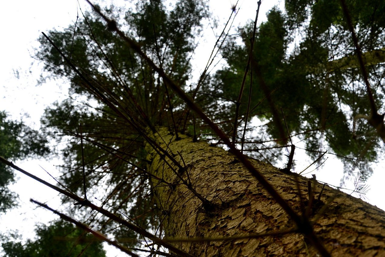 Große Küstentanne, von unten fotografiert