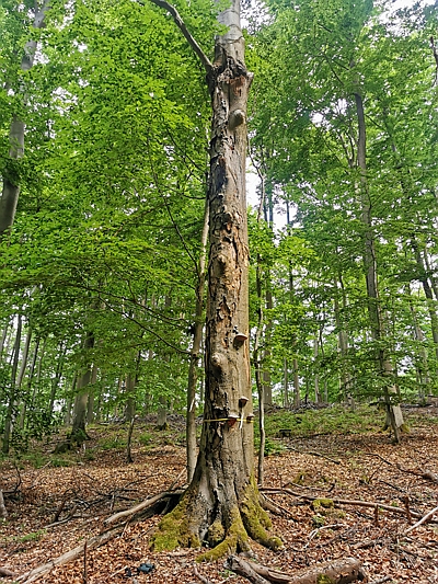 Habitatbaum