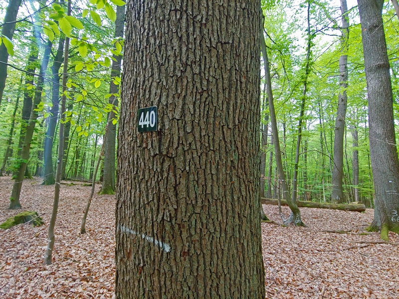 Baum im Marteloskop