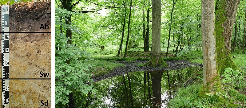 Bodenprofil und wechselfeuchter Eichen-Hainbuchenwald 