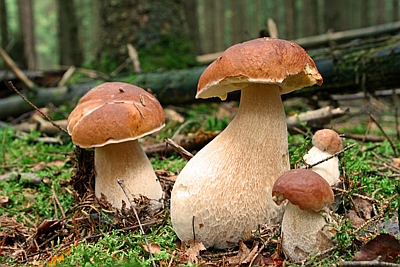 Steinpilze unter Fichten