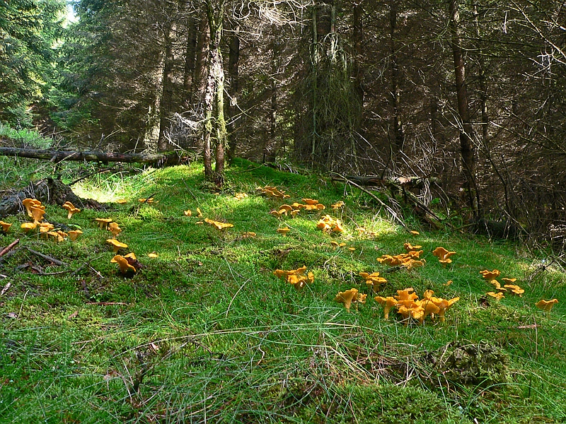 Pfifferlinge Fichtenwald