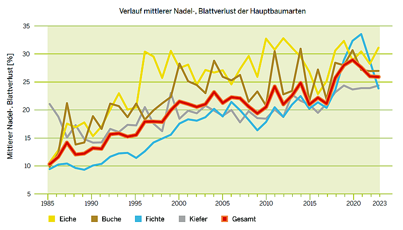 Entwicklung der mittleren Kronenverlichtung