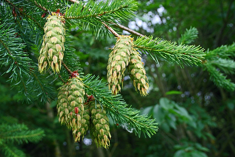Douglasienzapfen