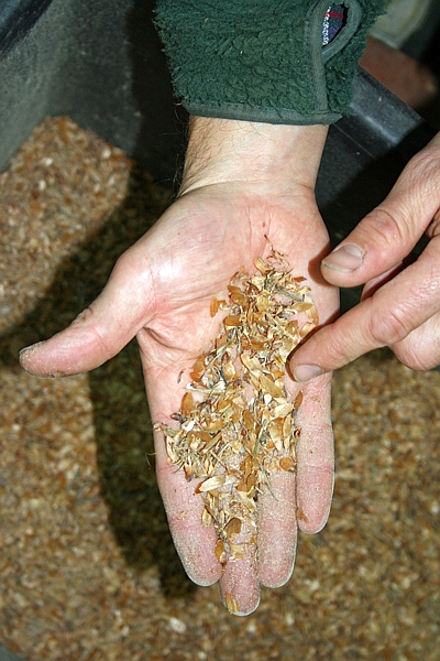 Geflügelte Douglasiensamen